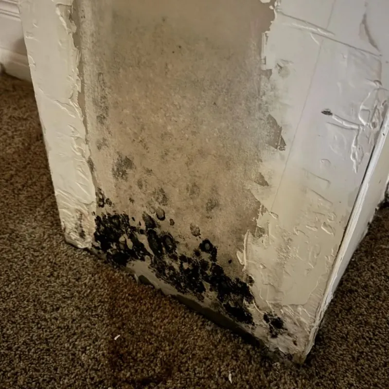 Professional Mold Removal in Maize, KS